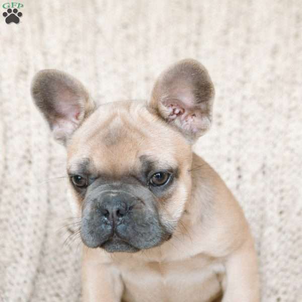 Penny, French Bulldog Puppy